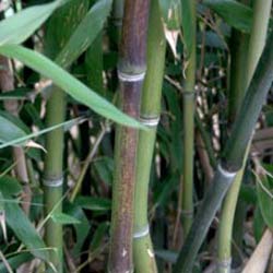 Bamb Phyllostachys nuda localis